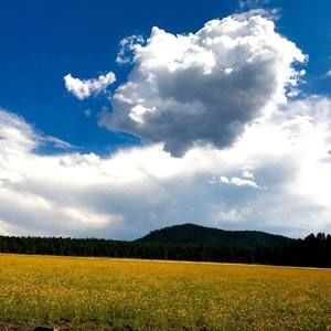 Meet your Posher, Martha